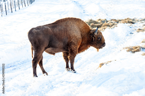 A large brown male bison or wall street bull stands with its mouth open in the snow near the hay. An endangered species of animals listed in the Red Book.