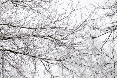 Tree branches covered with snow against the sky in a winter day. Natural abstract background