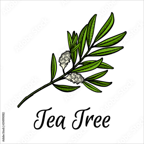 Tea tree branch with flowers and leaves. Malaleuca or tea tree engraved design composition. Vintage vector hand drawn illustration for use in web design, print or other visual area.