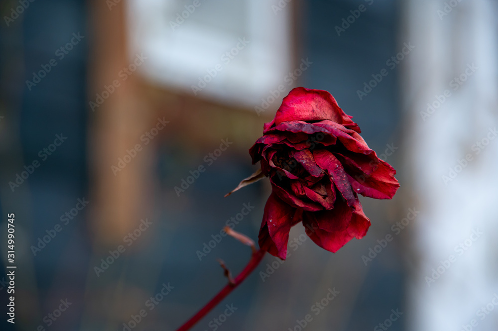 咲いたままドライフラワーになった冬の薔薇 Stock Photo Adobe Stock