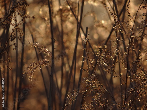 grass in the wind