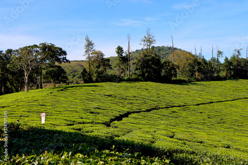 Meghamalai Forest Landscape - Stock Image photo