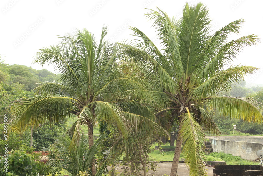 Fototapeta premium beautiful coconut tree,natural environment