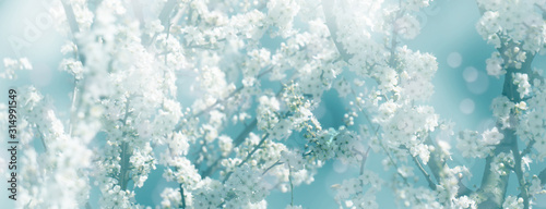 weiße baumblüte