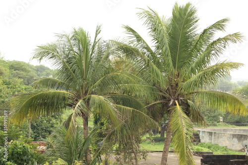 beautiful coconut tree natural environment