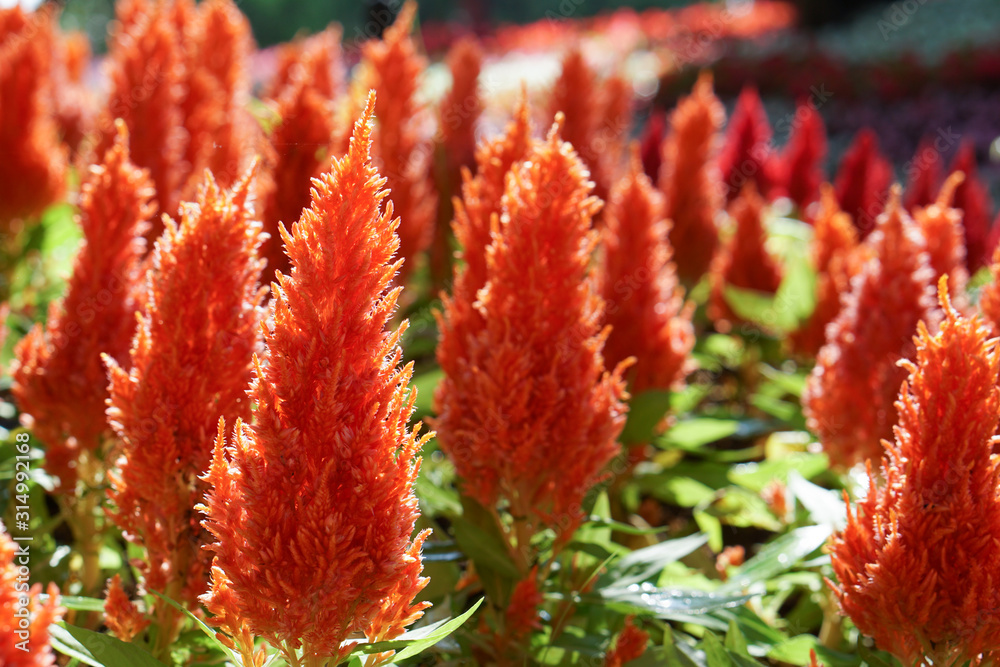 spring time, red Cockscomb, Chinese Wool Flower, Celosia argentea. are blossoming against sunlight, backlight spring time, red Cockscomb, Chinese Wool Flower, Celosia argentea. are blossoming against sunlight, backlight