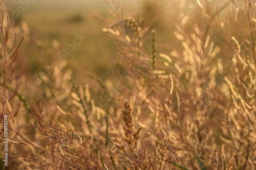 Spikelets in a wild fild at sunrise. Wildplants shine in the morning sunlight photo