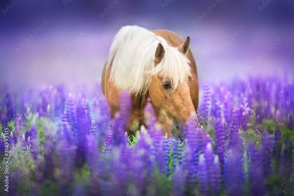 Palomino horse with long mane in lupine flowers at sunset - obrazy, fototapety, plakaty 