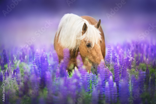 Palomino horse with long mane in lupine flowers at sunset