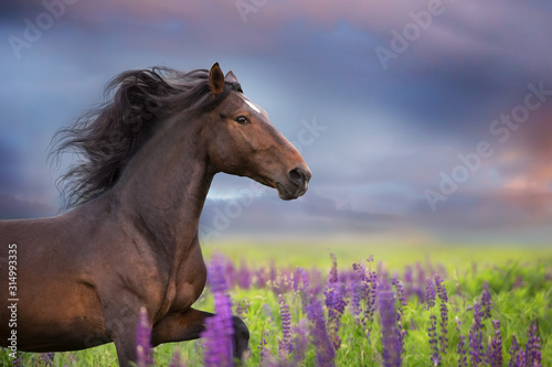 Bay  horse with long mane in lupine flowers run fast