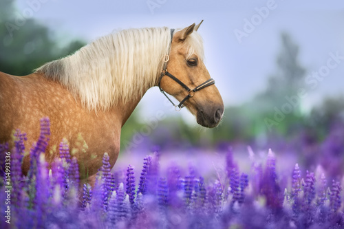 Fototapeta Naklejka Na Ścianę i Meble -  Palomino horse with long mane in lupine flowers at sunset