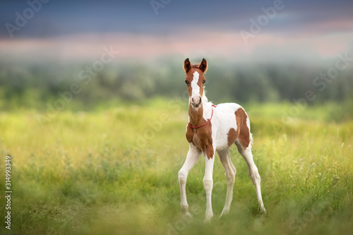 Canvas Pinto foal walk on meadow