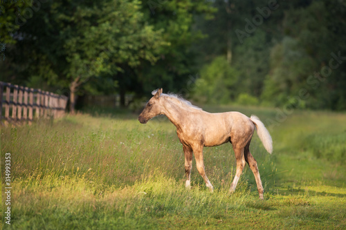 Cute foal on spring green pasture