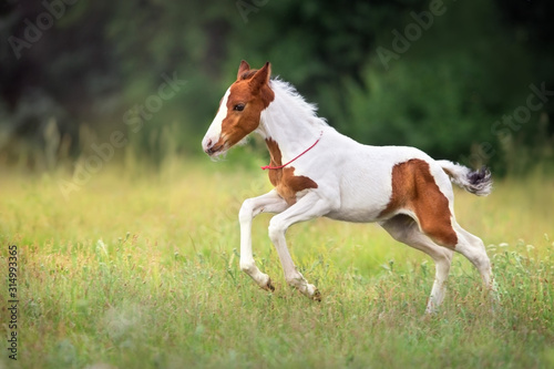 Pinto foal run gallop on meadow
