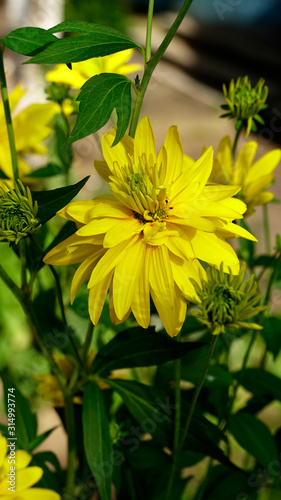 Rudbeckia laciniata, Goldball. Garden flower, perennial, with double inflorescences and spherical shape, golden yellow photo