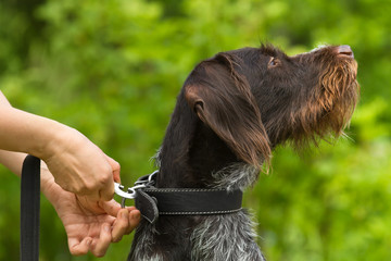 hands of owner fasten the leash to the dog collar