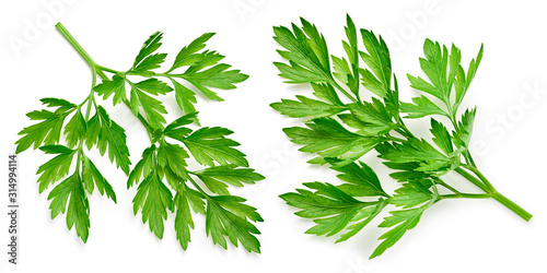 Fresh parsley isolated on white Clipping Path