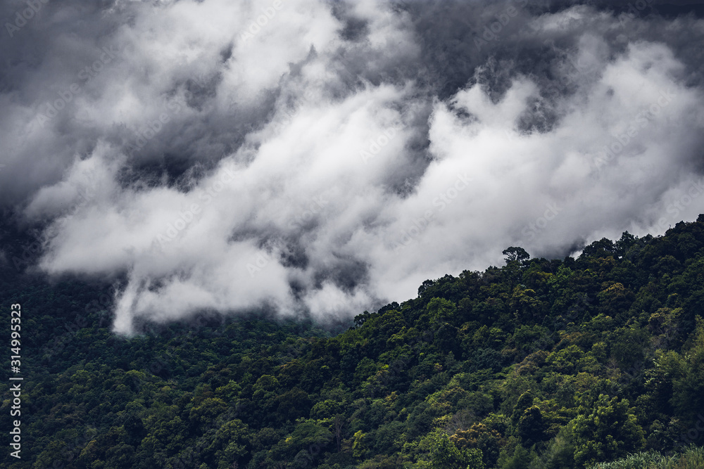 The Misty Foggy and rainy on Mountain ,The top of Mon Jam,Chaingmai at Thailand