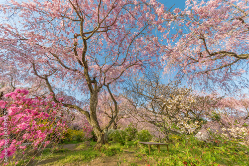 Fresh pink flowers of sakura growing in Japanese garden, natural background