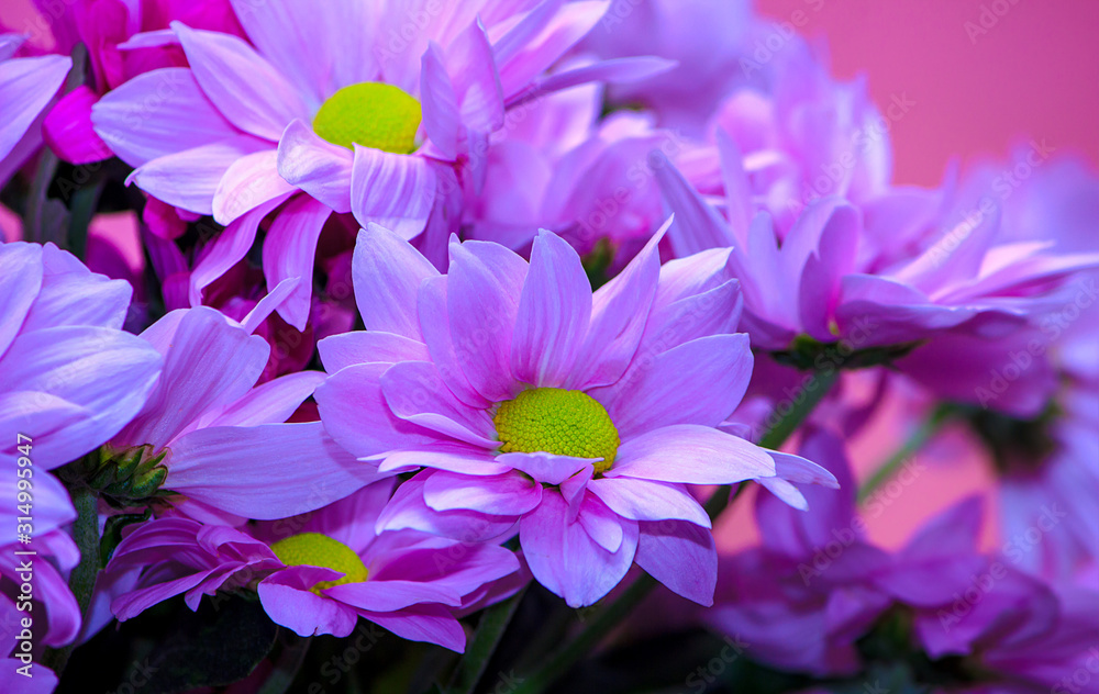 Bouquet of beautiful flowers of chrysanthemums Bouquet of beautiful flowers of chrysanthemums