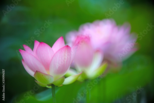 Three pink lotuses lined up in a pond, showing beautiful bokeh changes at different levels