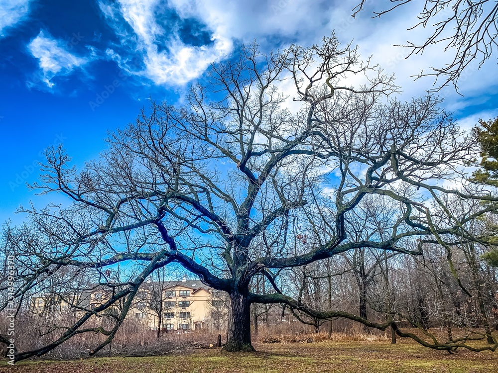 large oak tree in wisconsin during winter with branches on the ground large oak tree in wisconsin during winter with branches on the ground