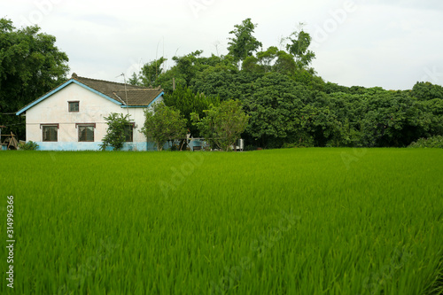 Wallpaper Mural A peaceful rural scene in the countryside of Taiwan, in front of the white tiled house is a green field of rice Torontodigital.ca