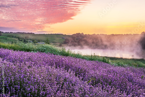 Kolorowy kwiatonośny lawendowy lub lawendowy pole w jutrzenkowym świetle.