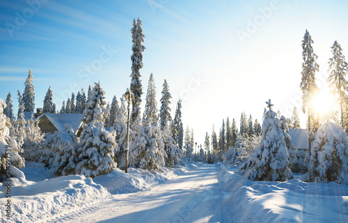 Winter forest landscape.