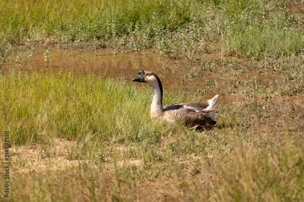 side view of white goose standing on green grass side view of white goose standing on green grass
