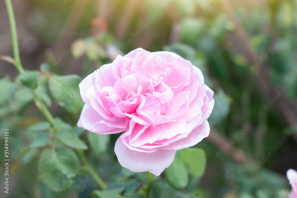 Fresh pink rose flower bloom in the garden on blur nature background. Fresh pink rose flower bloom in the garden on blur nature background.