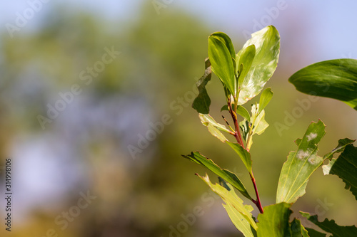 Closeup nature view of green leaf on blurred greenery background.