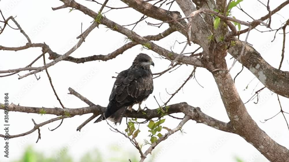 Black-eared Kite, Milvus lineatus; perching on a branch while facing to its right as seen from its back and then looks to the camera as the wind blows hard. Black-eared Kite, Milvus lineatus; perching on a branch while facing to its right as seen from its back and then looks to the camera as the wind blows hard.