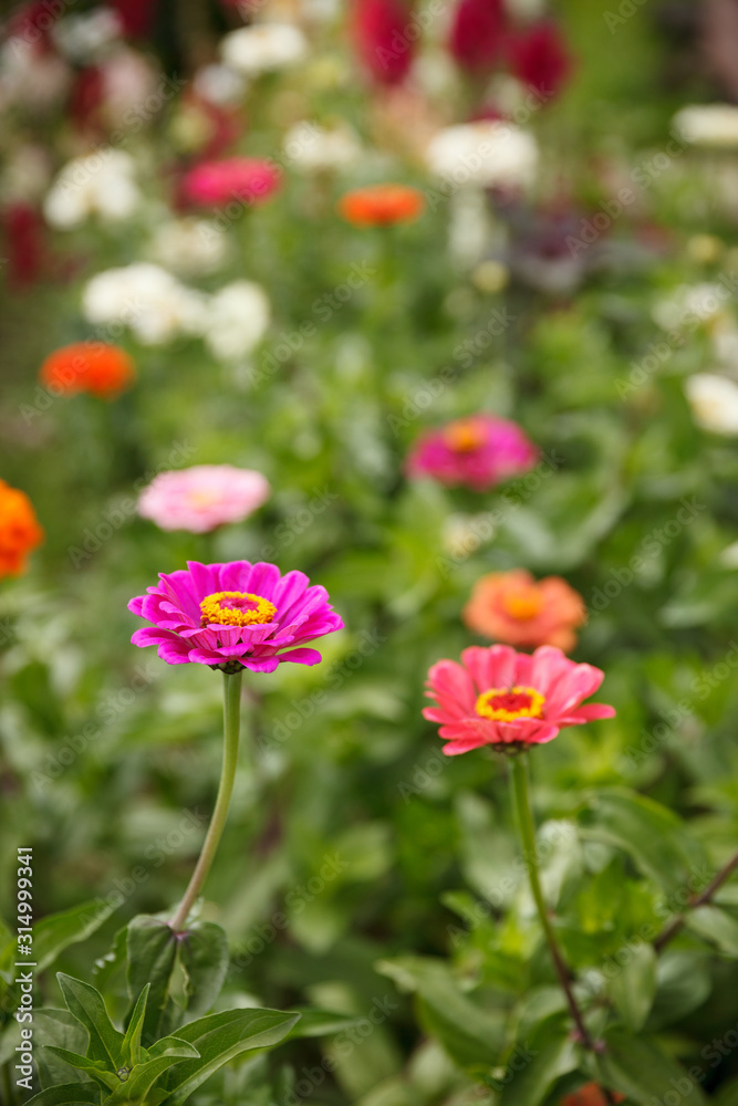 Multicolored dahlia flowers in the summer garden. Selective focus. Rural life. Gardening.