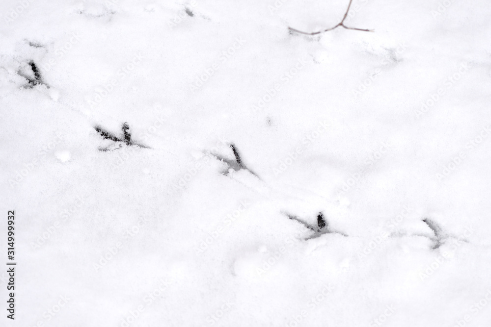 Traces of bird paws on the snow. Winter background Traces of bird paws on the snow. Winter background
