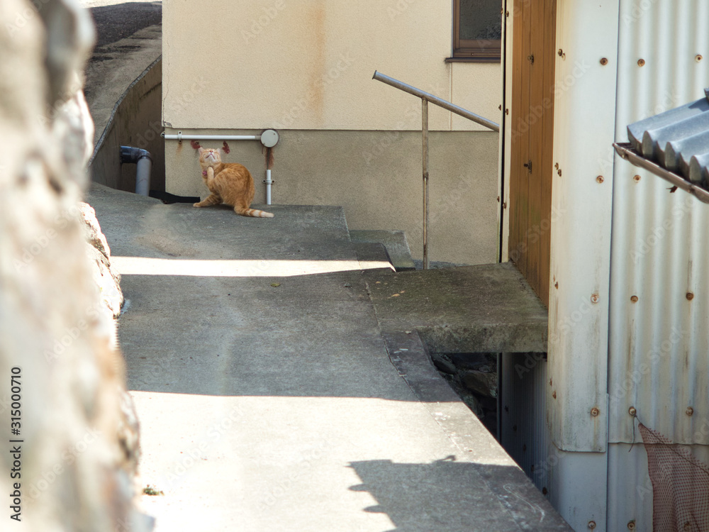 野良猫をのぞき見 野良猫をのぞき見
