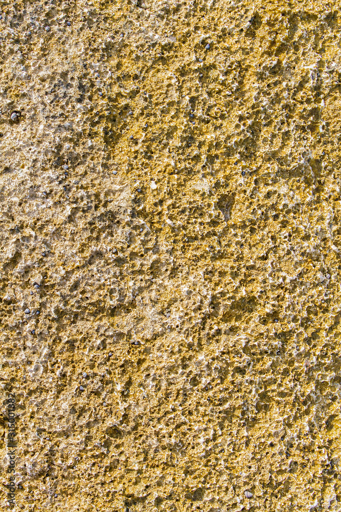 Fossil of petrified sponge as background Fossil of petrified sponge as background