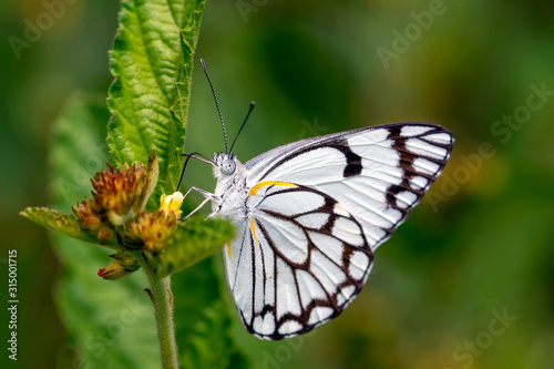 Brown veined white butterfly © PerErik