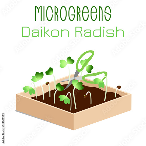 Microgreens Daikon Radish. Sprouts in a bowl. Sprouting seeds of a plant. Vitamin supplement, vegan food.