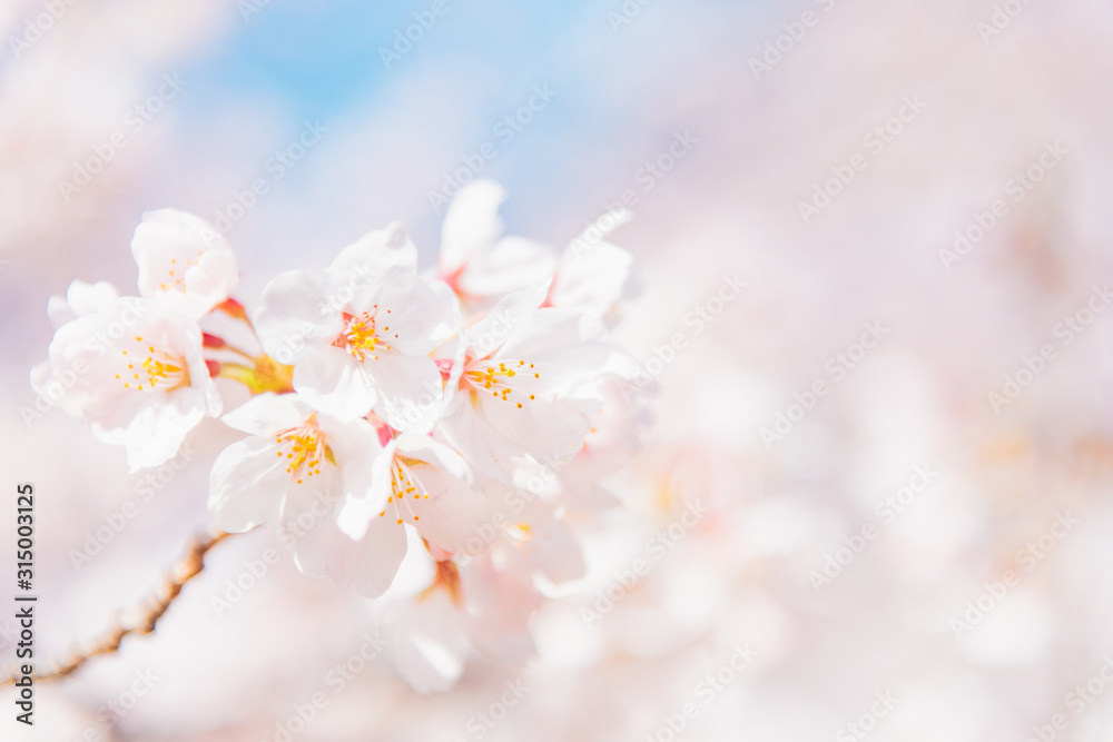 満開の桜 晴天 満開の桜 晴天