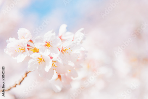 満開の桜 晴天