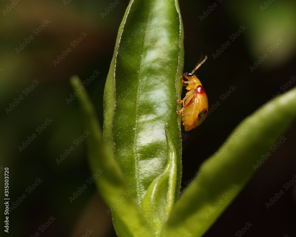 Red-shouldered Leaf Beetle on a leaf Red-shouldered Leaf Beetle on a leaf
