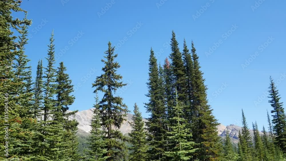 POV natural pine tree forest with clear blue sky in summer daytime POV natural pine tree forest with clear blue sky in summer daytime