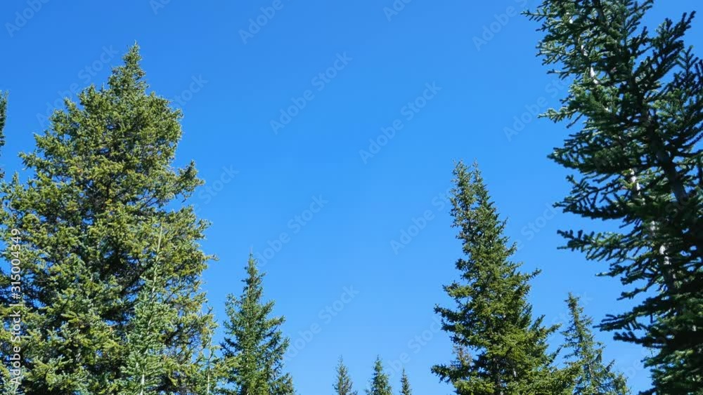 POV while walking through natural pine tree forest with clear blue sky in summer daytime POV while walking through natural pine tree forest with clear blue sky in summer daytime