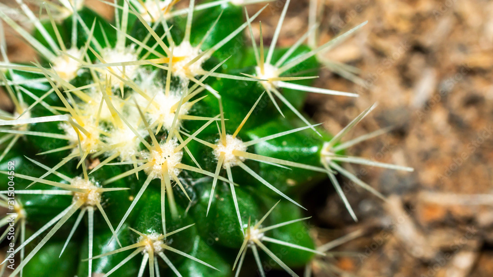 closeup of Golden barrel cactus (Echinocactus grusonii) closeup of Golden barrel cactus (Echinocactus grusonii)
