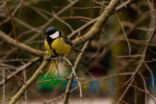 great tit on a branch
