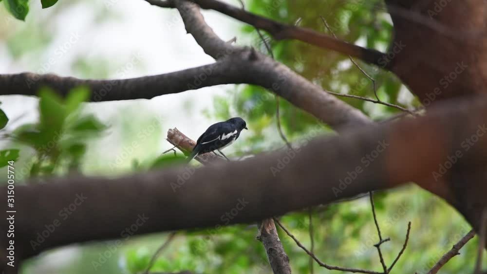 Bird (Oriental magpie-robin or Copsychus saularis) male black and white color perched on a tree in a nature wild Bird (Oriental magpie-robin or Copsychus saularis) male black and white color perched on a tree in a nature wild
