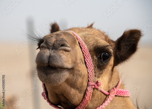 camel eyes