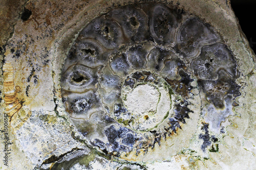 ammonite fossil texture