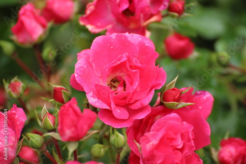 Rosenbusch im Sommer